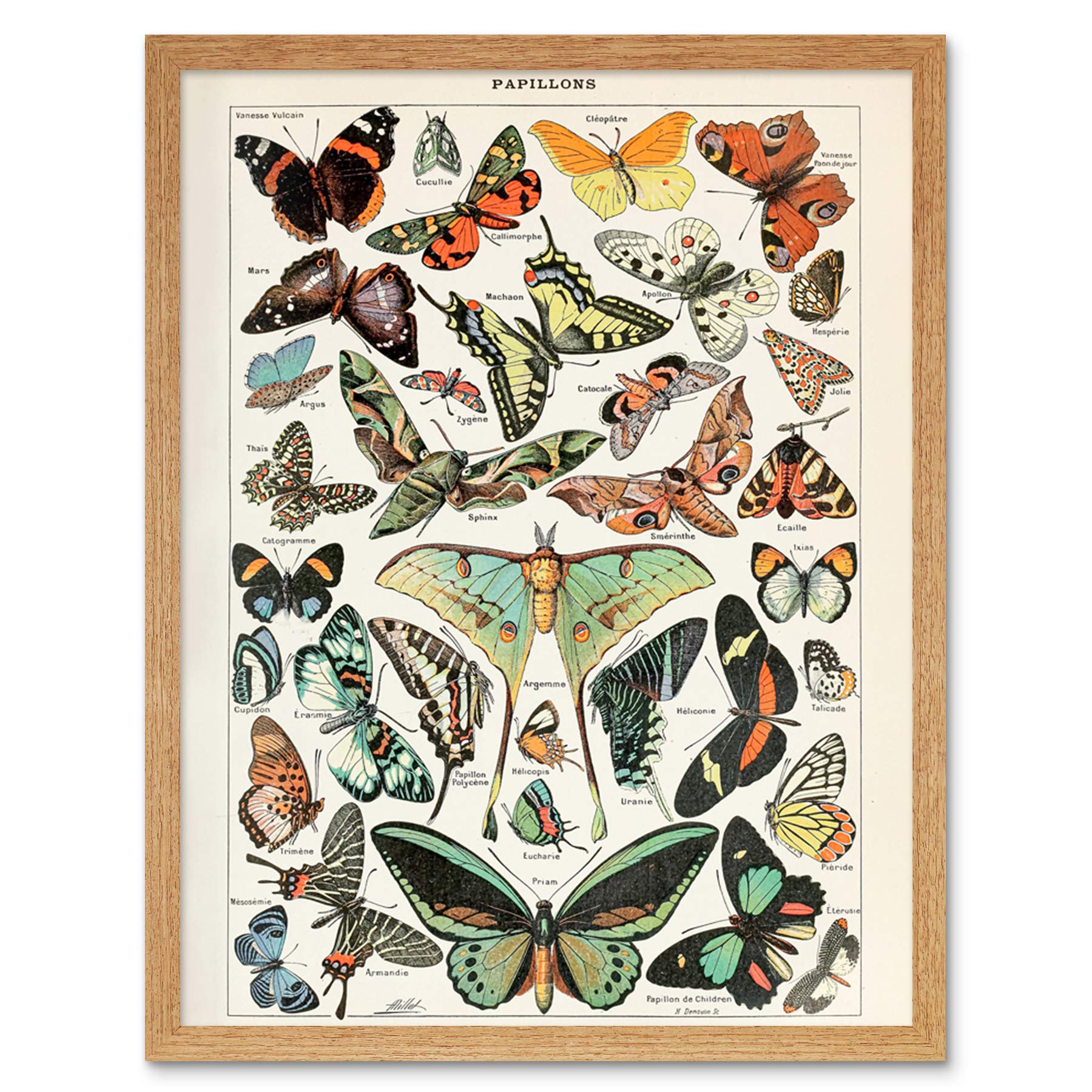 Artery8 Millot Encyclopedia Page Variety Butterflies Art Print Framed Poster Wall Decor 12x16 inch