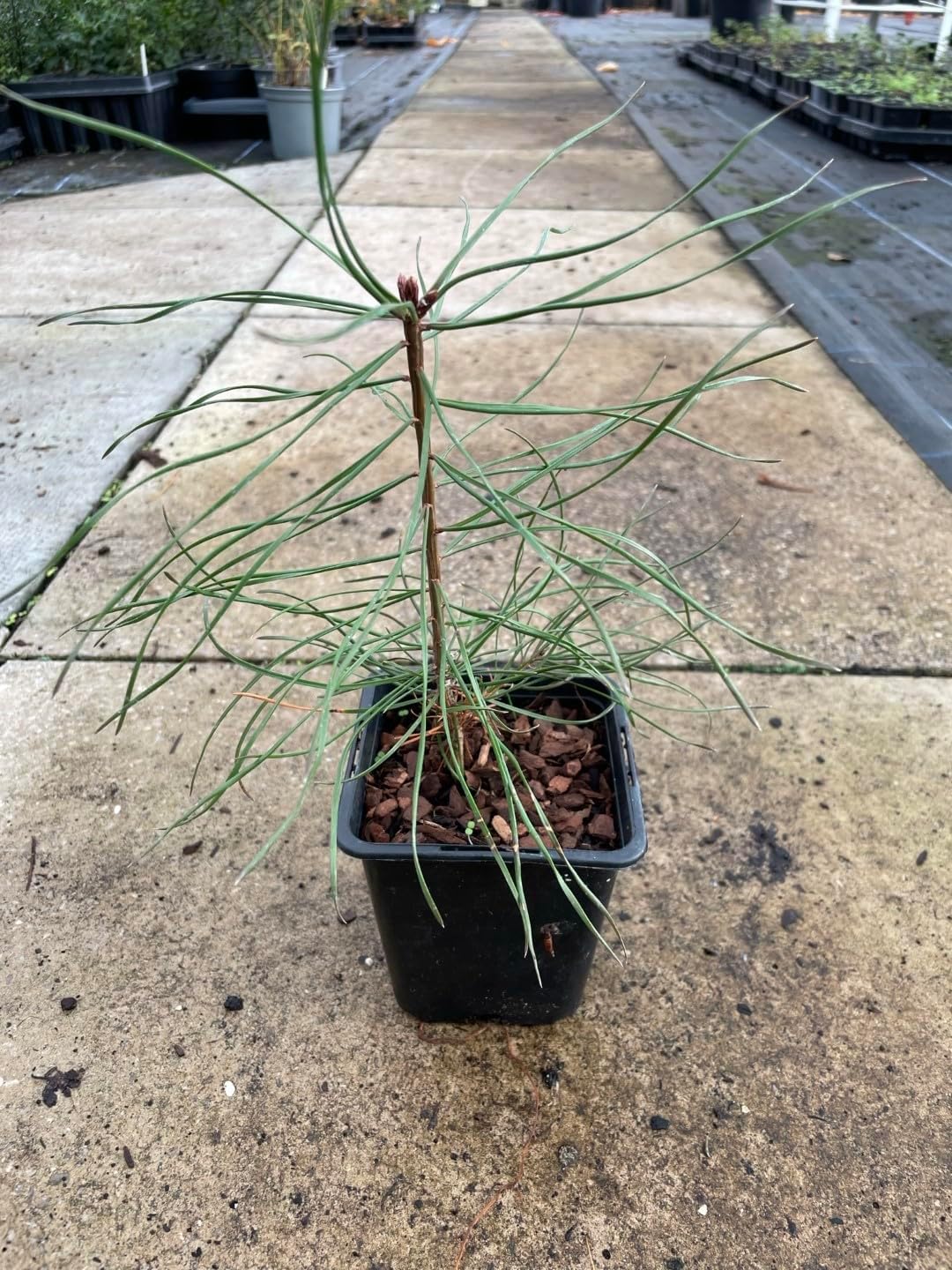 White/Weymouth Pine Tree/Pinus strobus Sapling/Bonsai Starter/UK Grown