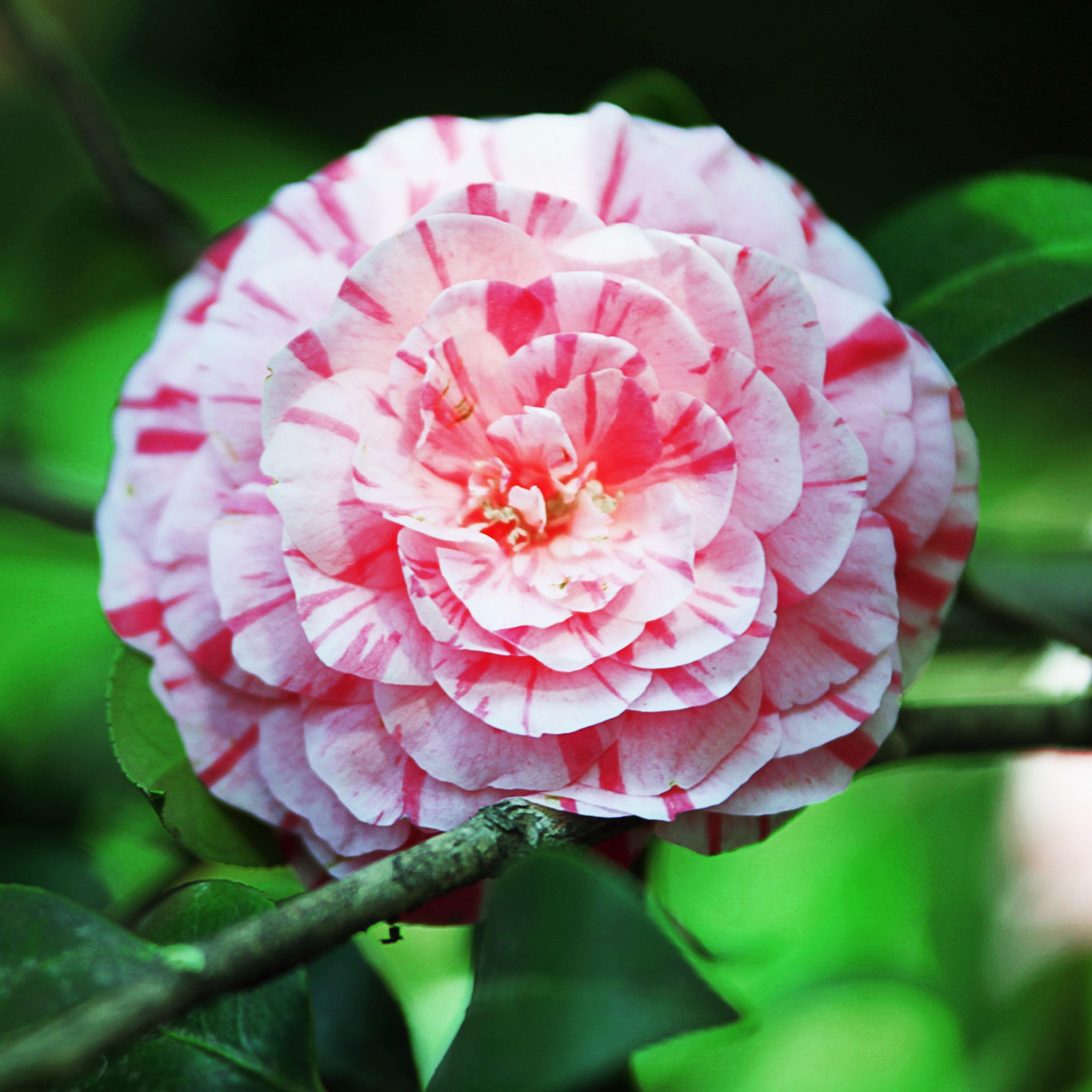 Plant in a Box - Camellia japonica 'Bonomiana' - Japanische Rose - Kamelie  pflanze Winterhart - Topf 15cm - Hhe 50-60cm : Amazon.de: Garten