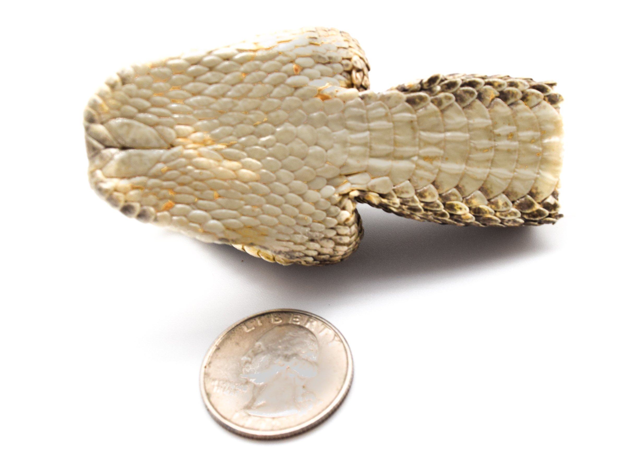 Amazon.com: Rattlesnake Head:開口式: 工業與科學