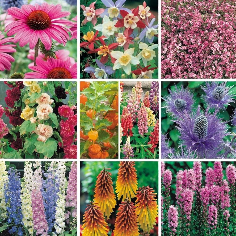 Pack X12 'Mixed Varieties' Garden Perennial Plug Plants Starter Pack