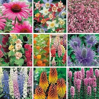 South Eastern Horticultural Pack X12 'Mixed Varieties' Garden Perennial Plug Plants Starter Pack