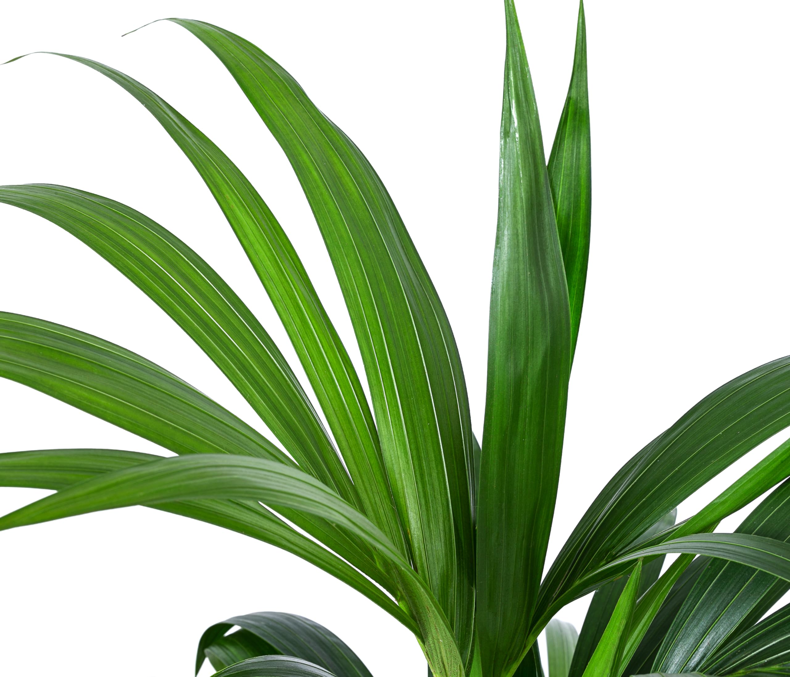 monstera marble queen Epipremnum 'Marble Queen' variegated 2.5" *On Hand*  OrchidBox Wholesale