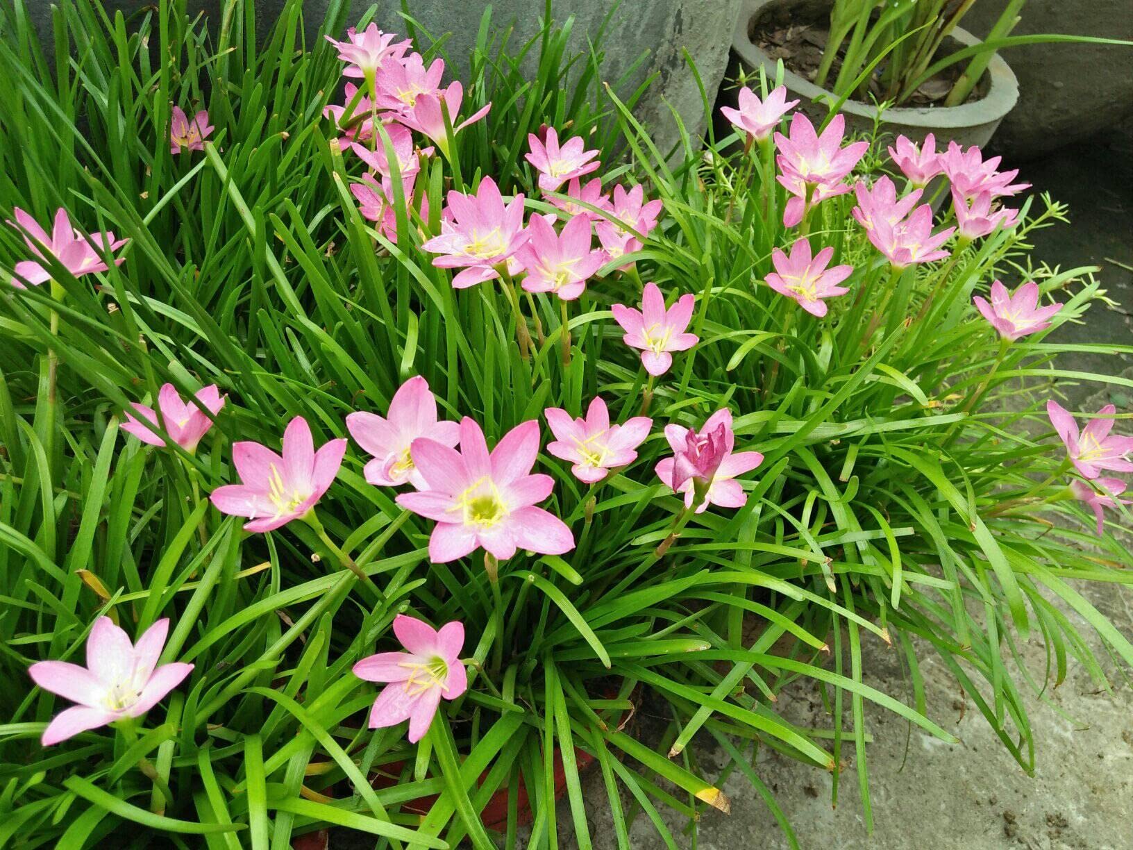 AkGreens Rain Lily 5 Bulb Plant (B09MNDGFQ1) Amazon Price History, Amazon Price Tracker