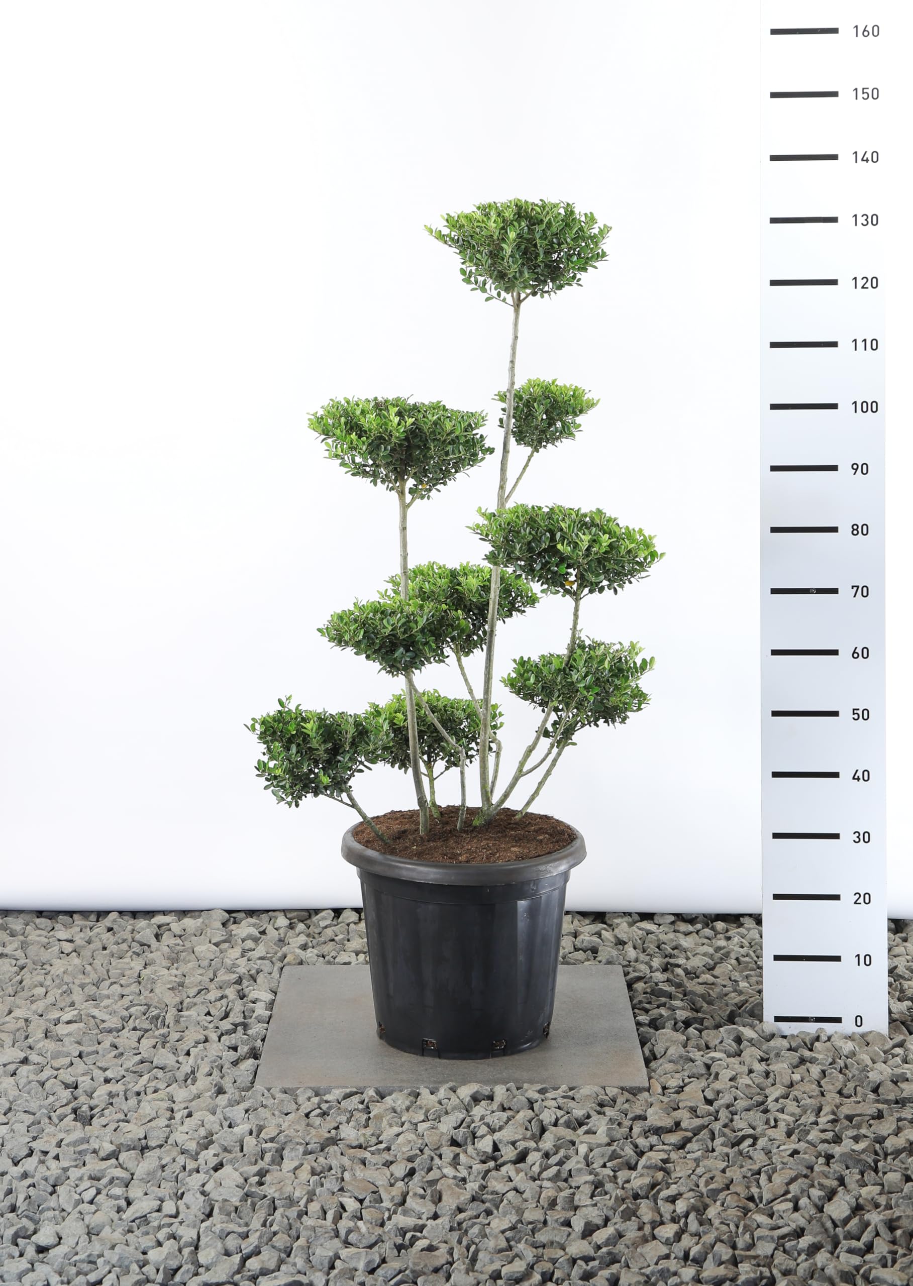 bonsai schweinchen ⚡️Buy Max Miniature Dollhouse Bonsai Craft Garden Landscape Resin Pig Decor  Singing Pig at the best price with offers in India. Max Miniature Dollhouse  Bonsai Craft Garden Landscape Resin Pig Decor Singing main image 0