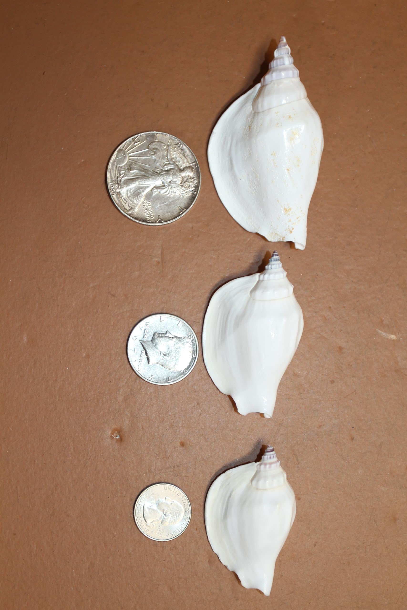 Strombus Epedromis 10 Count (commonly Called a swan Conch) is a Lovely Seashell Used for Coastal Decor, Weddings, Crafting and More! SS-356-10