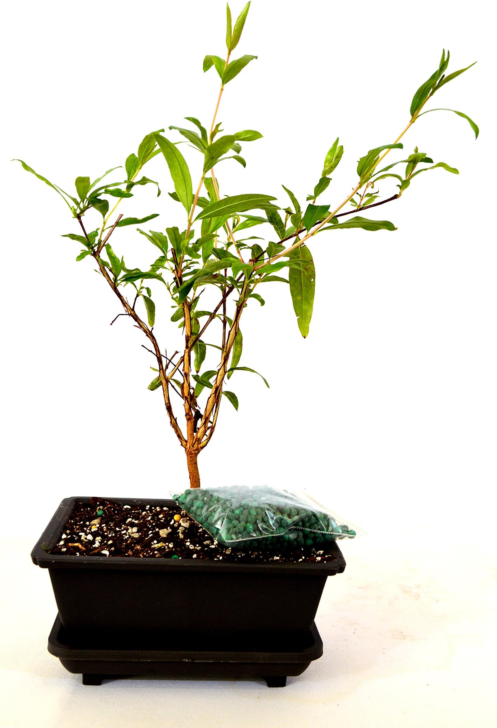 9GreenBox - Dwarf Pomegranate Mame Bonsai with Water Tray and Fertilizer