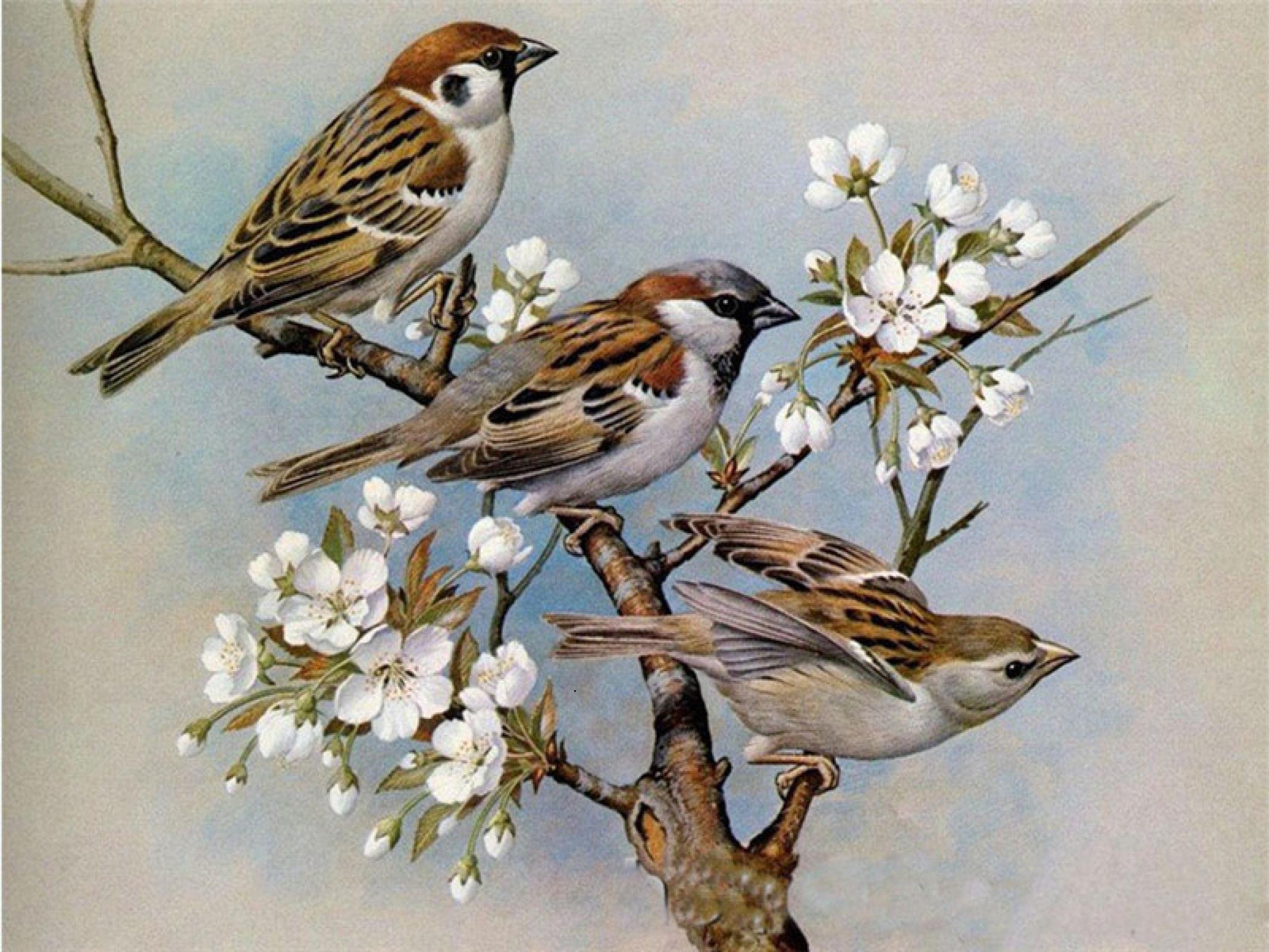 Wooden Puzzle 6000 Pieces/Sparrows and Flowers on Branches/Fun Family Puzzles
