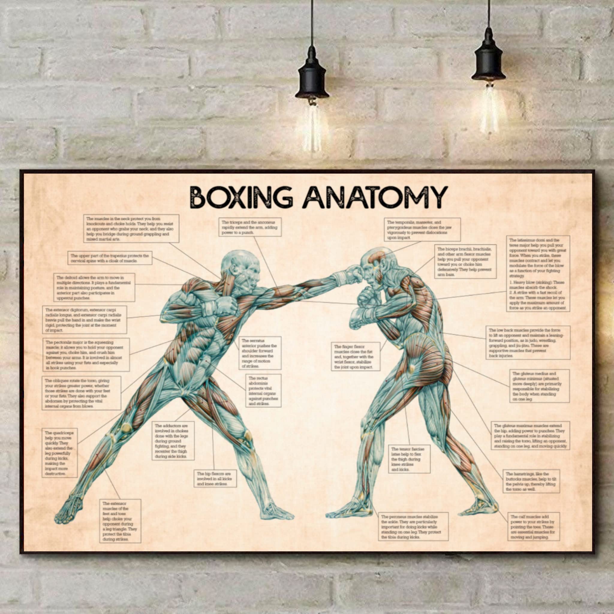 Bioprocess Tinsignc5750 Boxing Anatomy Poster, Boxing Knowledge Poster, Boxing Poster, Boxing Cave Indoor Outdoor Home Wall Decor Poster Metal Sign 8X12 Inches