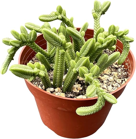 Sprout N Green Crassula pyramidalis Thumb, Rare Live