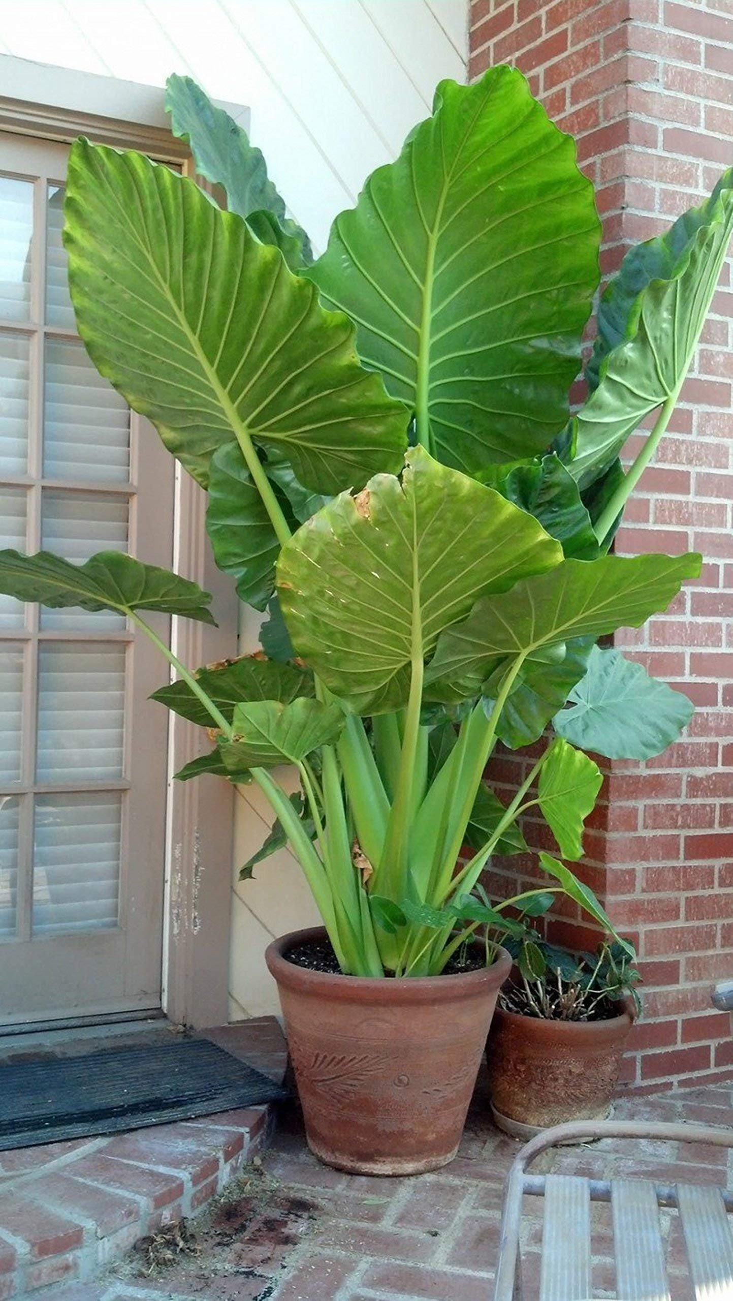rare tropical alocasia borneo giant bulbs pack of 6, huge leaf elephant ear plants for landscaping and outdoor garden decoration