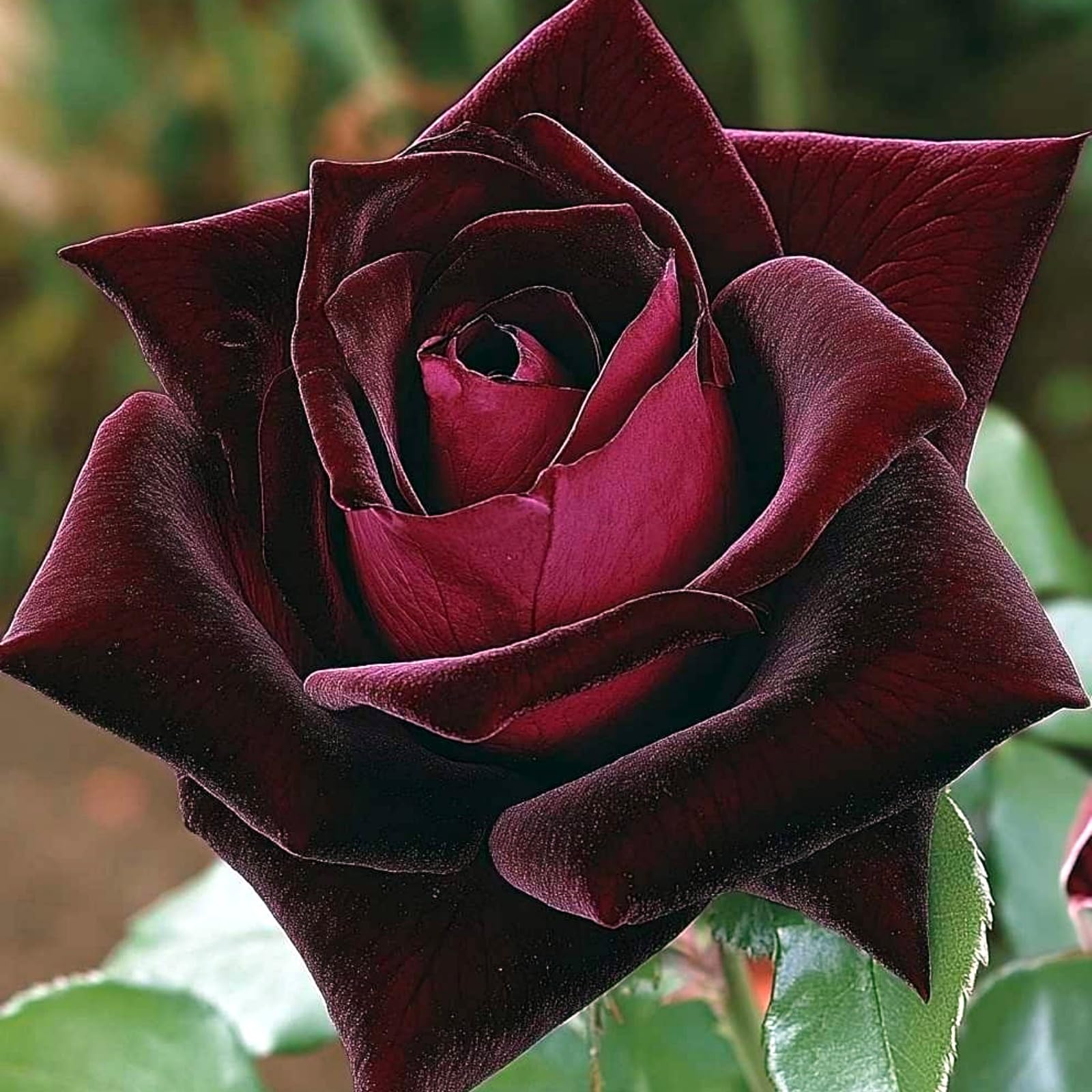 Display Rose Rhizome, Hardy Perennial, Garden Decoration, No Watering Required, Professional Planting, Suitable for Spring and Autumn-1 Rhizome-D