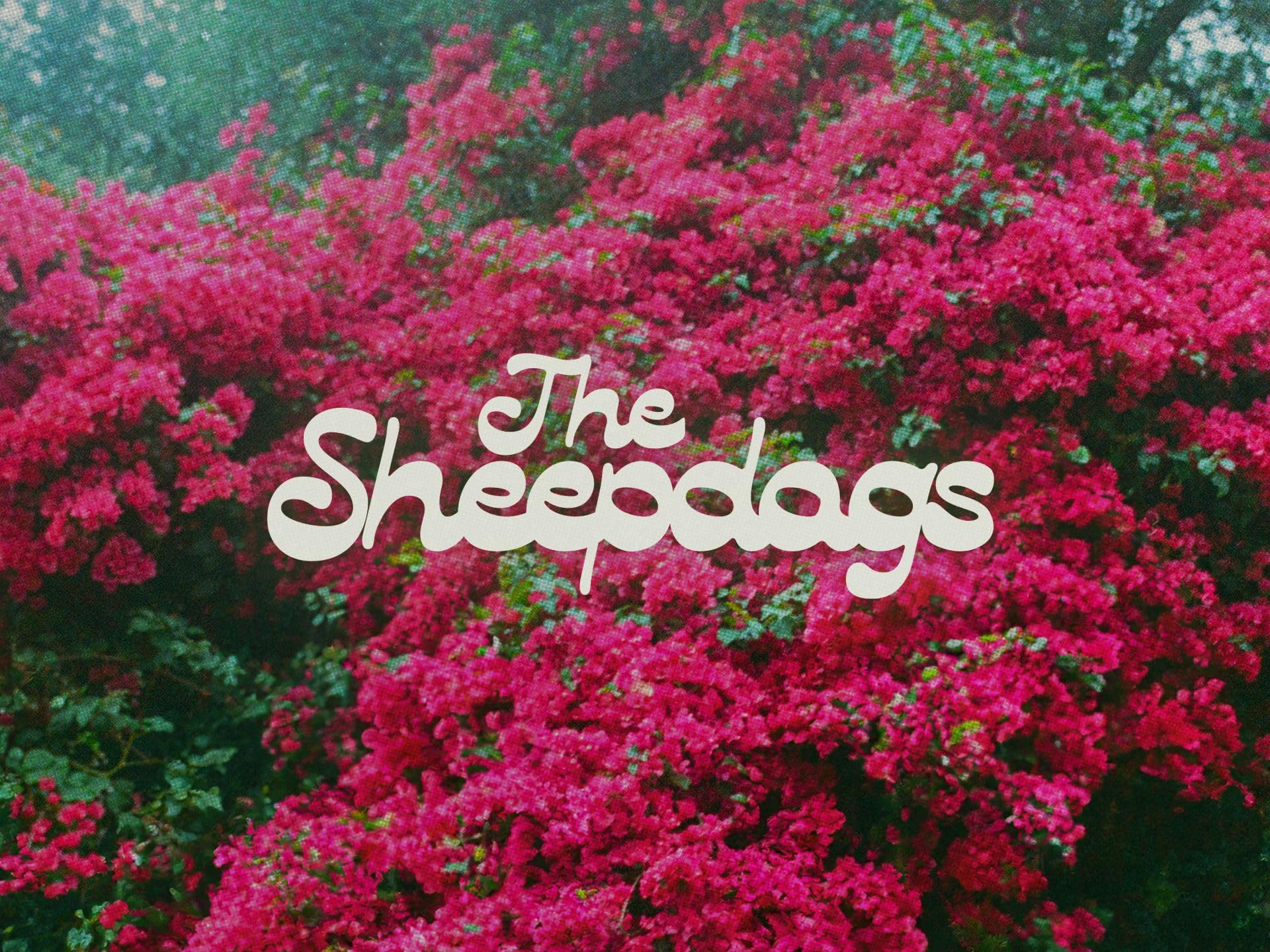 The Sheepdogs
