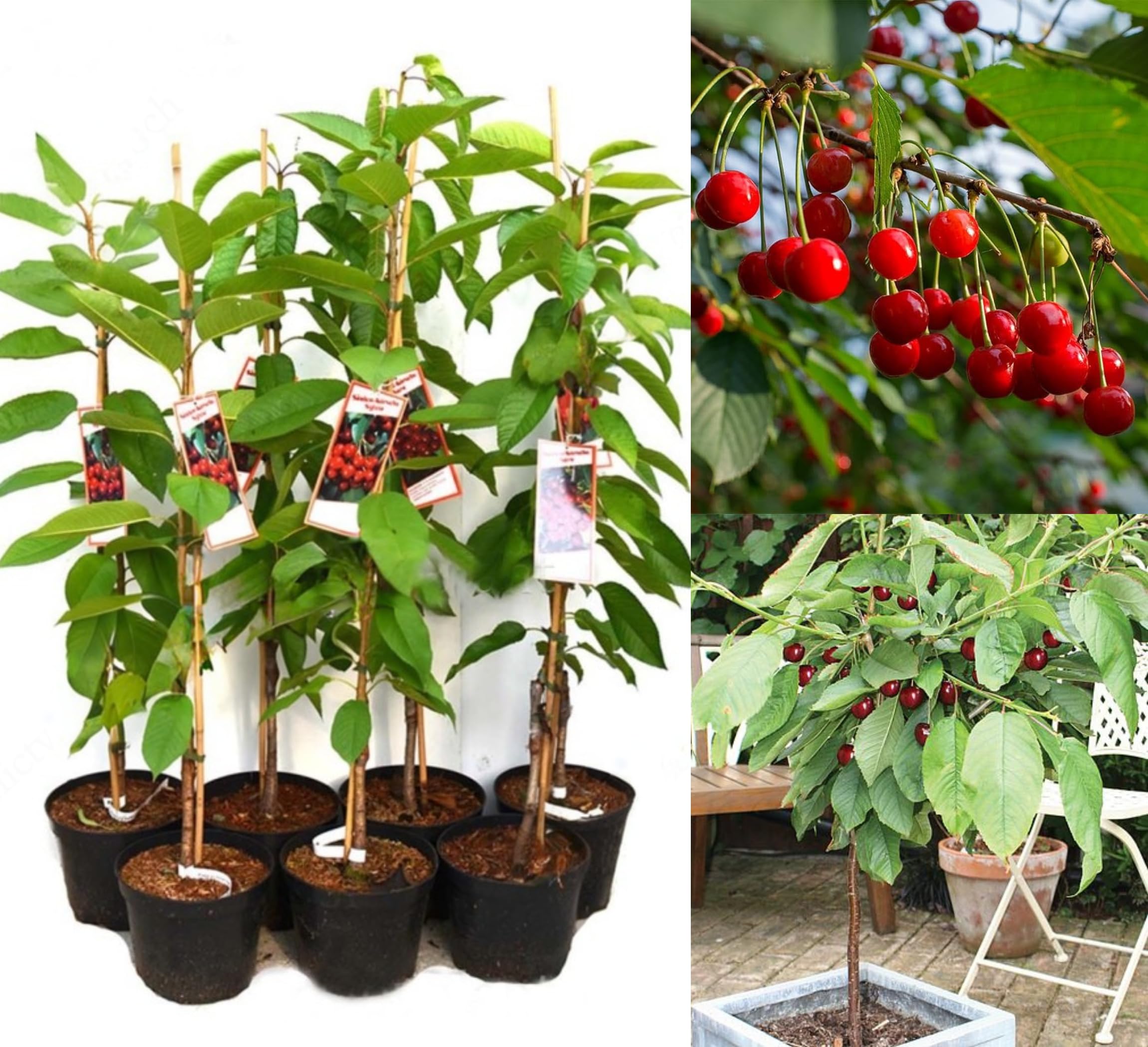 All Time Egg Fruit Plant - Live Grafted Tree -8