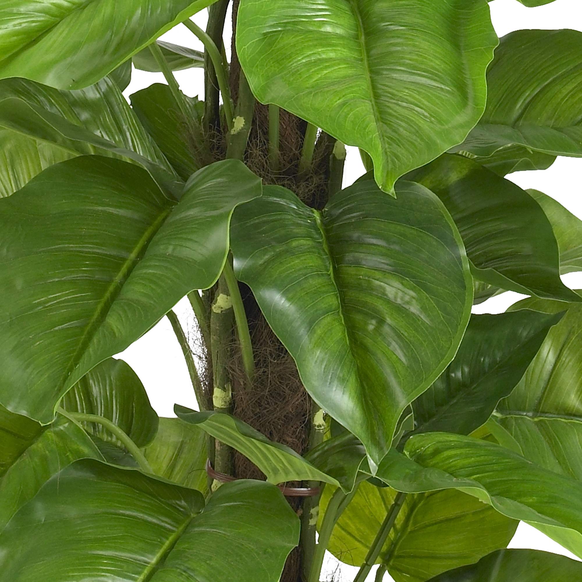Amazon.com: Nearly Natural 6583 Large Leaf Philodendron Decorative Silk  Plant, 52-Inch, Green : Home & Kitchen