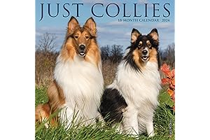 Willow Creek Press Collies Monthly 2024 Wall Calendar (12" x 12")