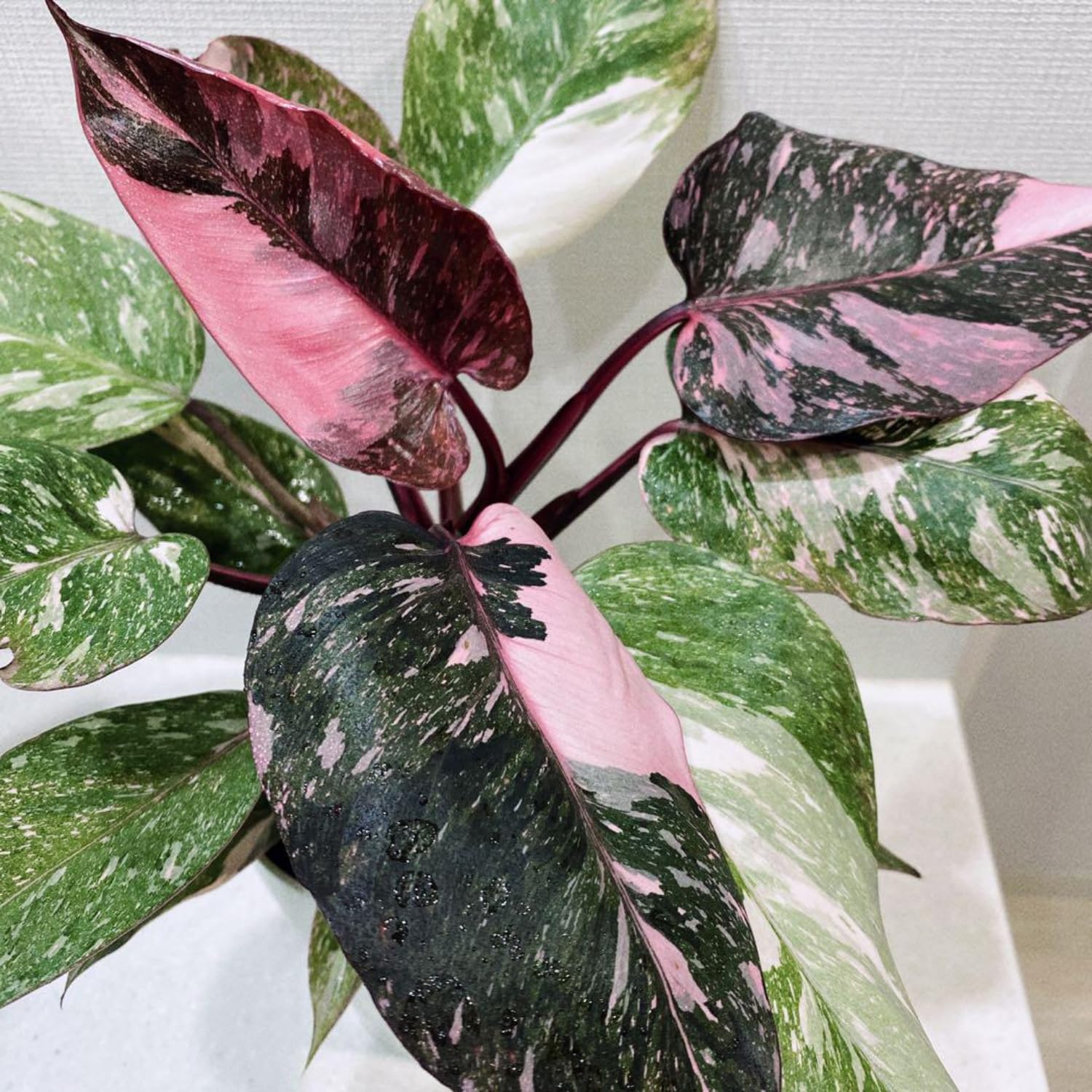 Amazon.com : Rare Philodendron Plant Live, 4-9" Tall, No Pot, Philodendron  Houseplant (Pink) : Patio, Lawn & Garden