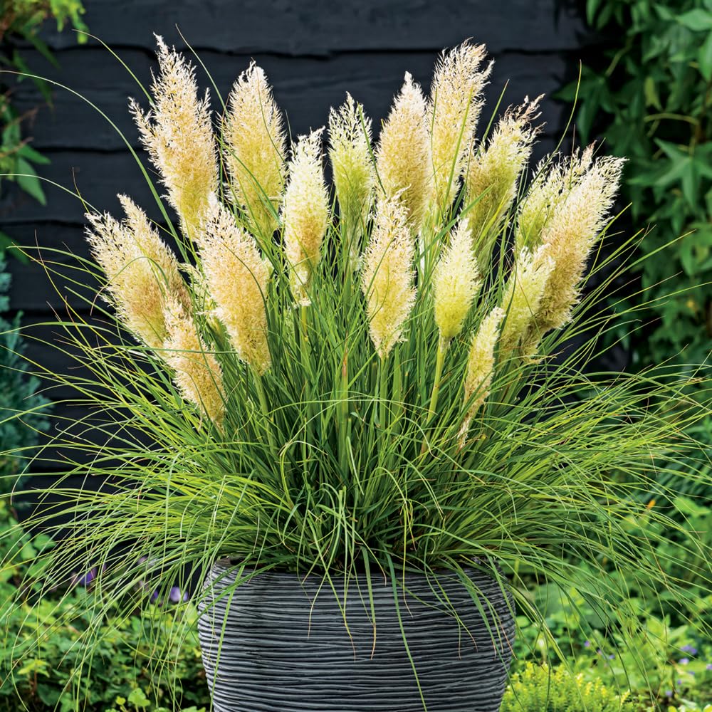 YouGarden Cortaderia 'Tiny Pampa' Pampas Grass, Compact Established Plant in 3 Litre Pot, Evergreen Foliage, Silvery Plumes, Ready to Plant