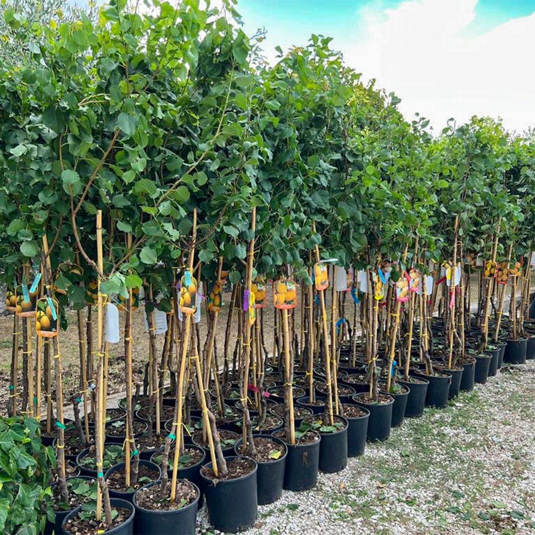 Gelso Bianco Antico In Vaso 26cm - Pianta Da Frutto 4 Anni, Altezza Massima 200cm