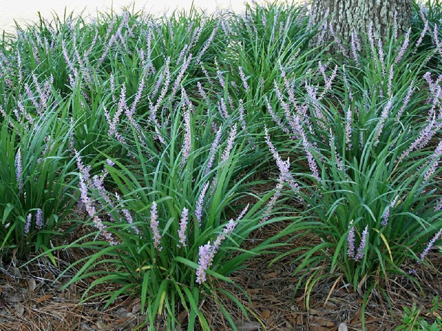 Liriope Emerald Goddess Muscari | 3 Large Trade Gallon Size Plants | Live Drought Tolerant Low Maintenance Evergreen Groundcover Grass