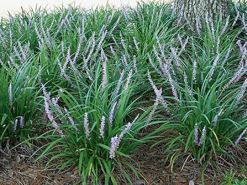 Liriope Emerald Goddess Muscari  Plantas de tamaño grande de 1 galón  Hierba perenne viva tolerante a la sequía de bajo mantenimiento