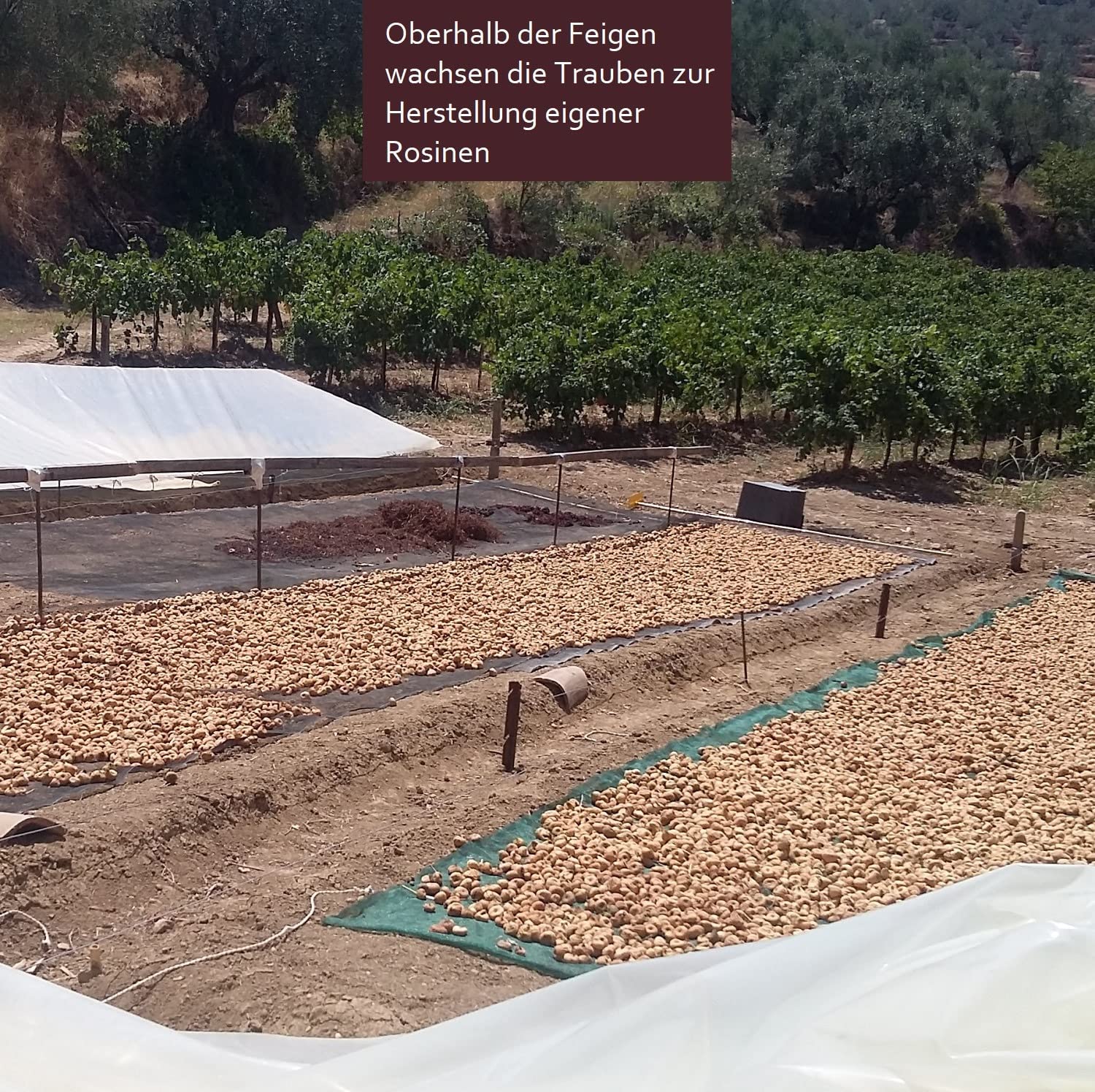 Griechische Feigen Natur aus biologischer Landwirtschaft schattengetrocknet | 100% Ohne Bestrahlung und Ungeschwefelt proteinreiche Energie für Sportler | ARISTOS 1000 g