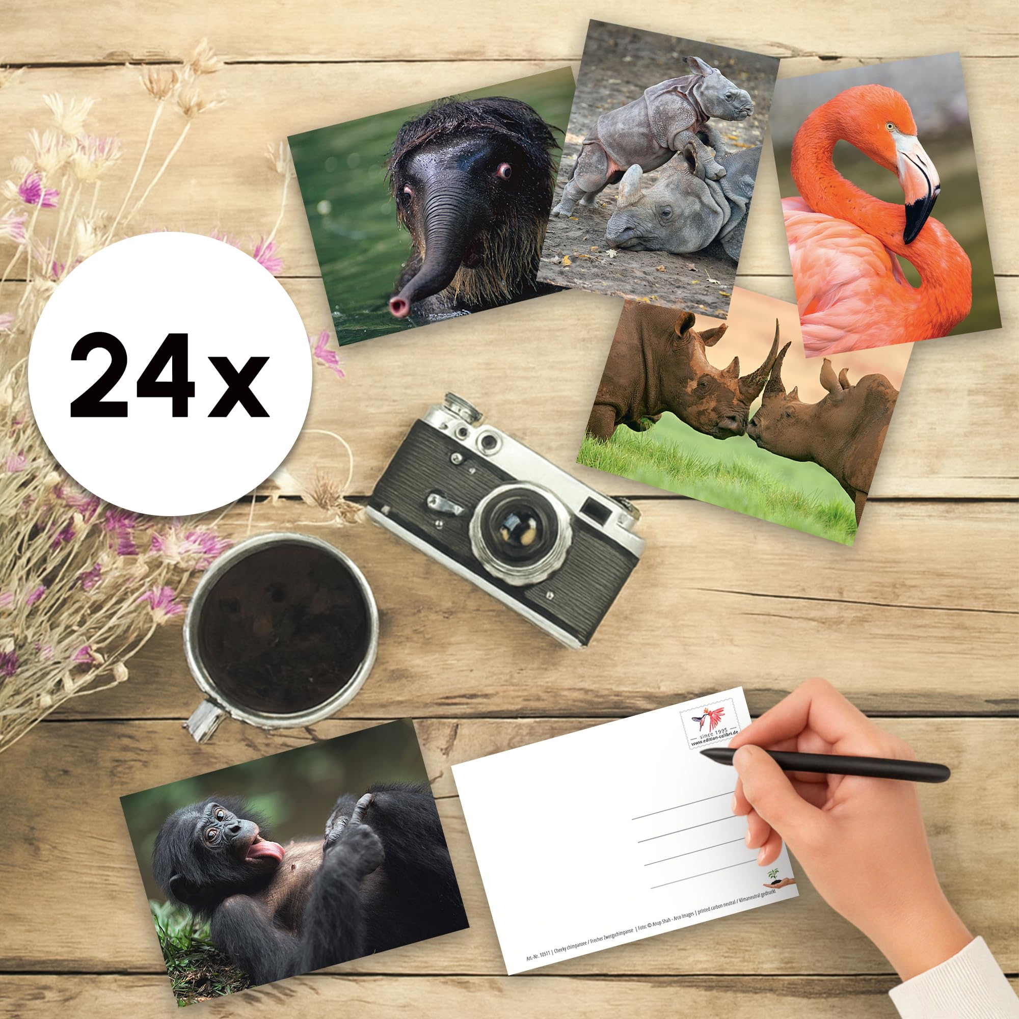 Edition Colibri – Lot 5 Cartes Postales 3D Lenticulaires Chats Sauvages Pour Anniversaires Enfants