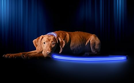 Best led dog leash Outlet