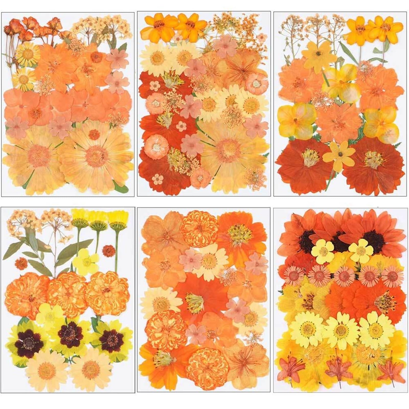 Flores Secas Prensadas Flores secas de Color Amarillo Anaranjado