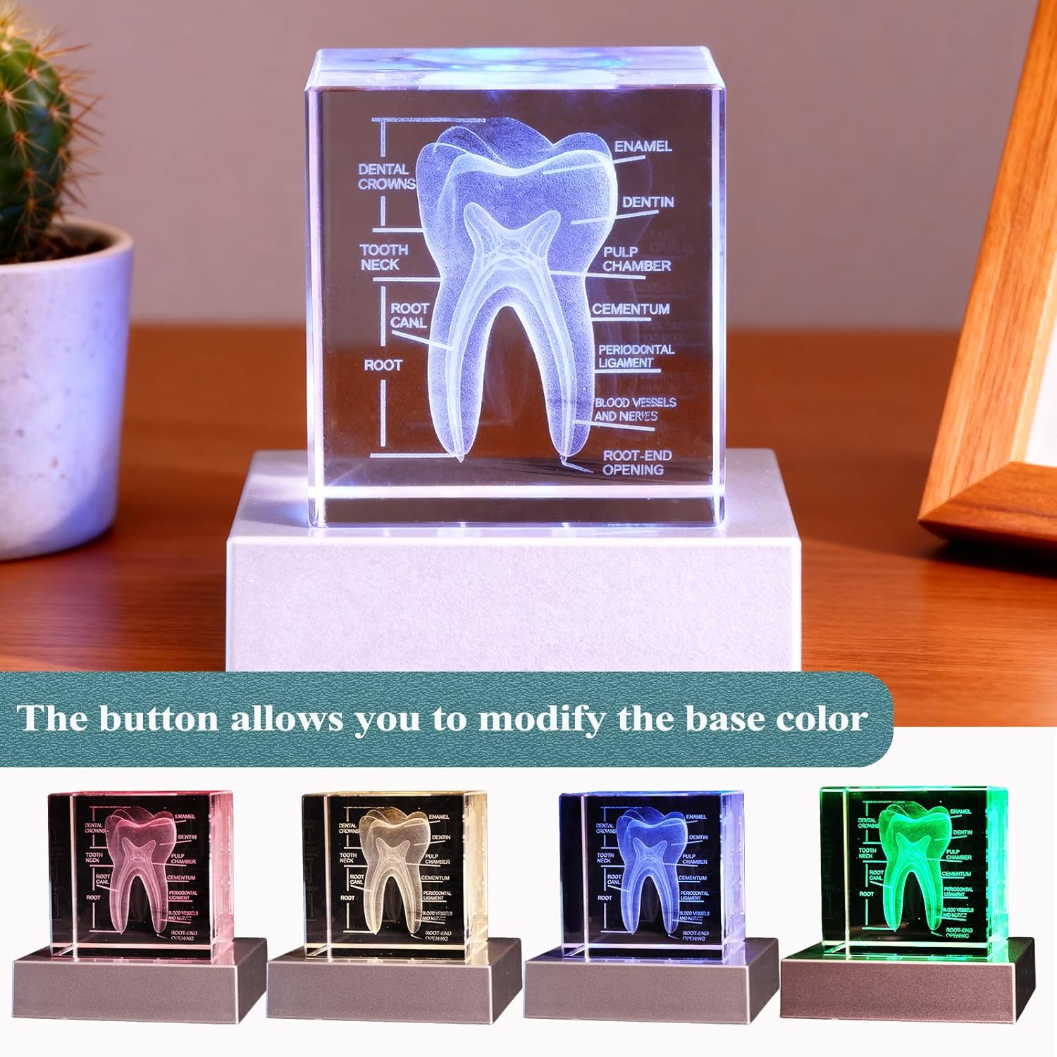 3D Human Crystal Tooth Model, Doctor Dentist Gifts, K9 2.4 Inch Etched Crystal Cube Lamp with Battery Powered, Dental Hygienist Graduation Teacher Appreciation Birthday Christmas Gifts