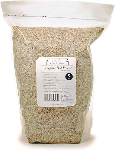 Miniatura 7 de Semilla de festuca fina roja rastrera (5 libras). Elige el tamaño! Cultivada en Willamette Valley Oregon, sin rellenos, sin malas hierbas u otras