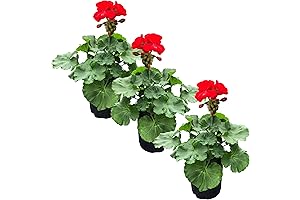 Thriving Live Geraniums Adorn Your Landscape with Vibrant Blooms