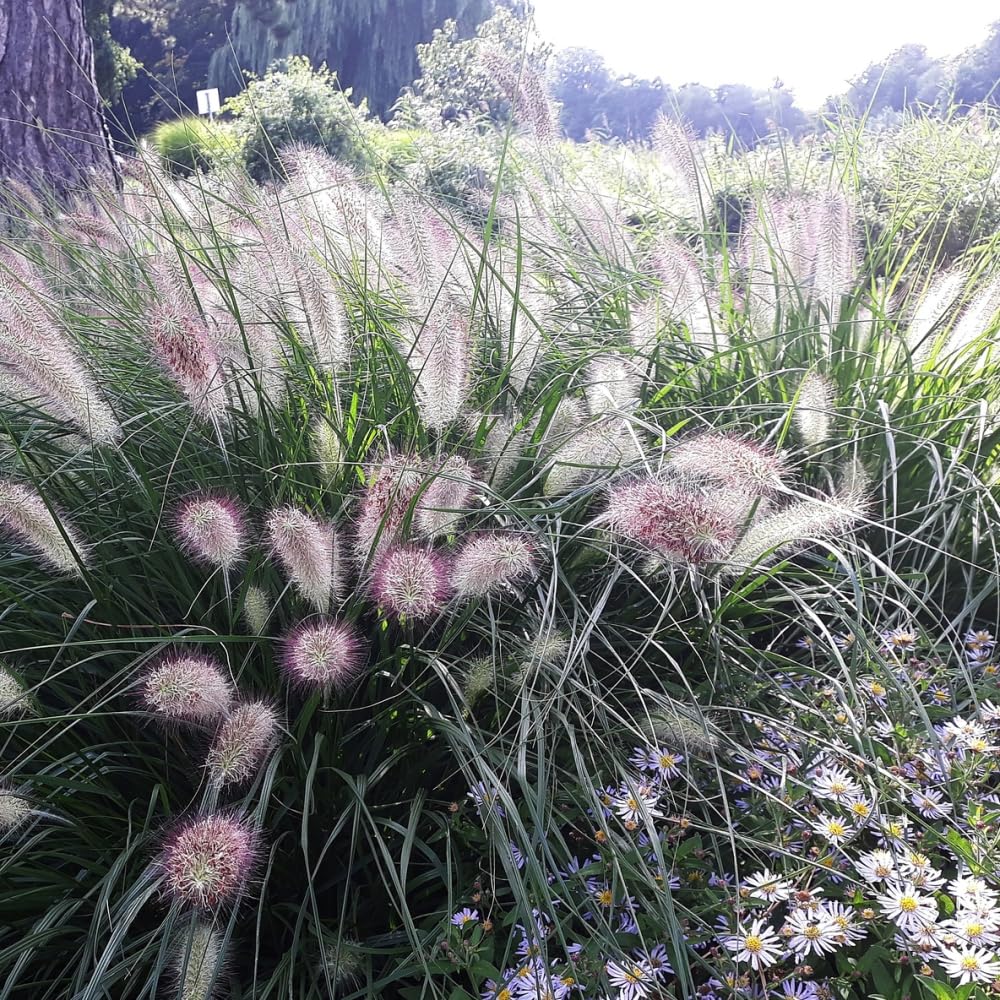 Pennisetum alopecuroides 'Hameln' Ornamental Fountain Grass with Dazzling Flower Heads Ideal for Borders 1X 3 Litre Pot by Thompson and Morgan