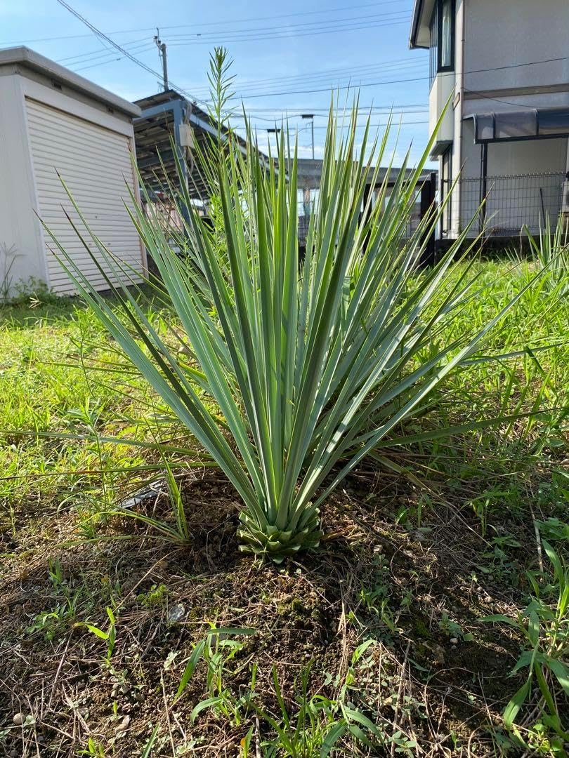 ユッカリギダ　中株 ユッカリギダ 中株 ユッカリギダ 中株 楽天市場】ユッカ リギダ : お