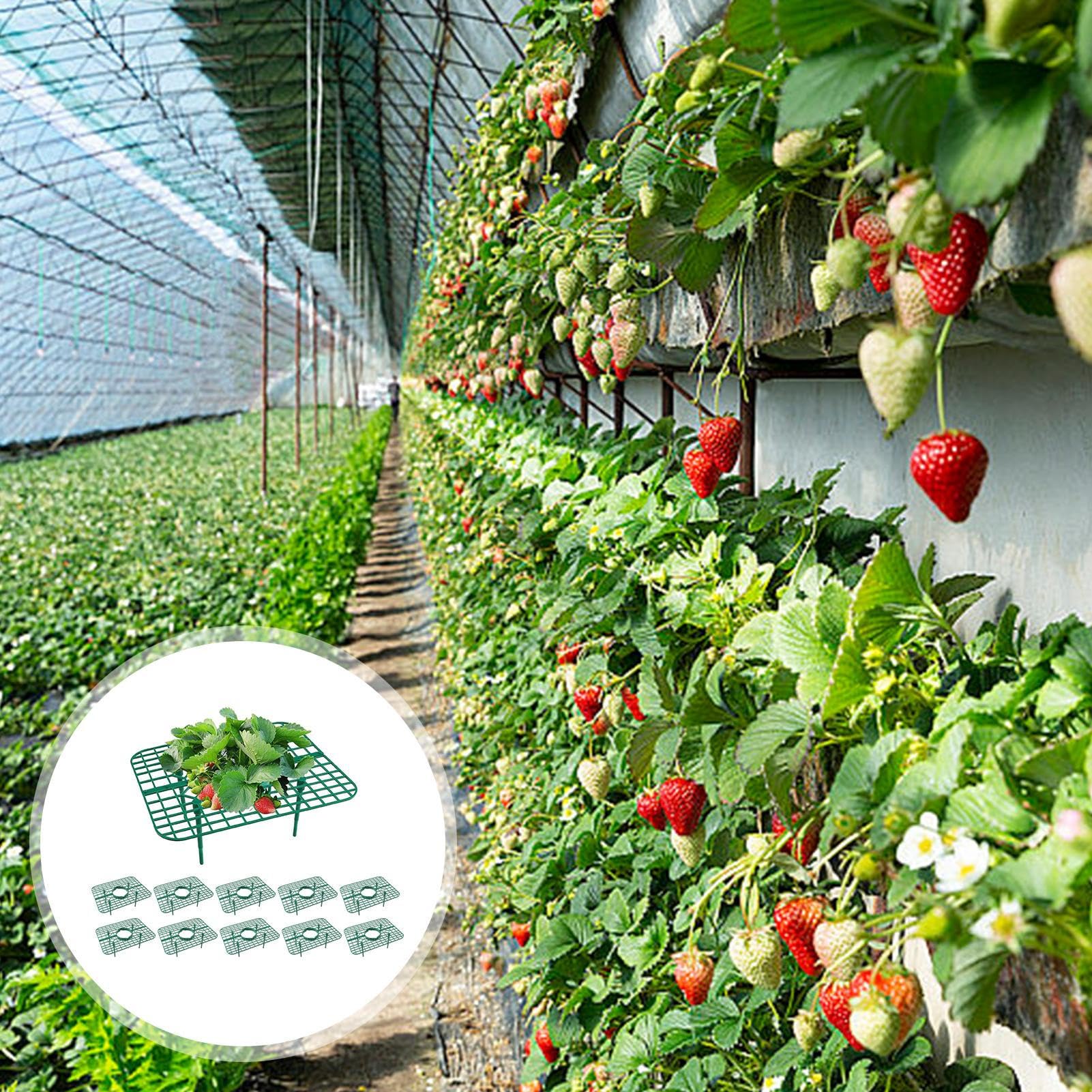 スタンド（白）と植物育成球セット。お部屋の中で、イチゴが栽培できます。 スタンド（白）と植物育成球セット。お部屋の中で、イチゴが栽培