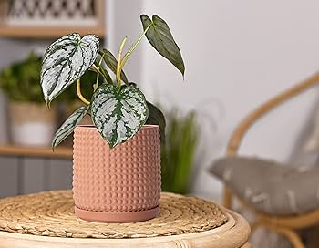 ★マテオ★Ramat Planter #252【Marb Marb】 Amazon.com : D'vine Dev 6 Inch Terracotta Beaded Planter Pot