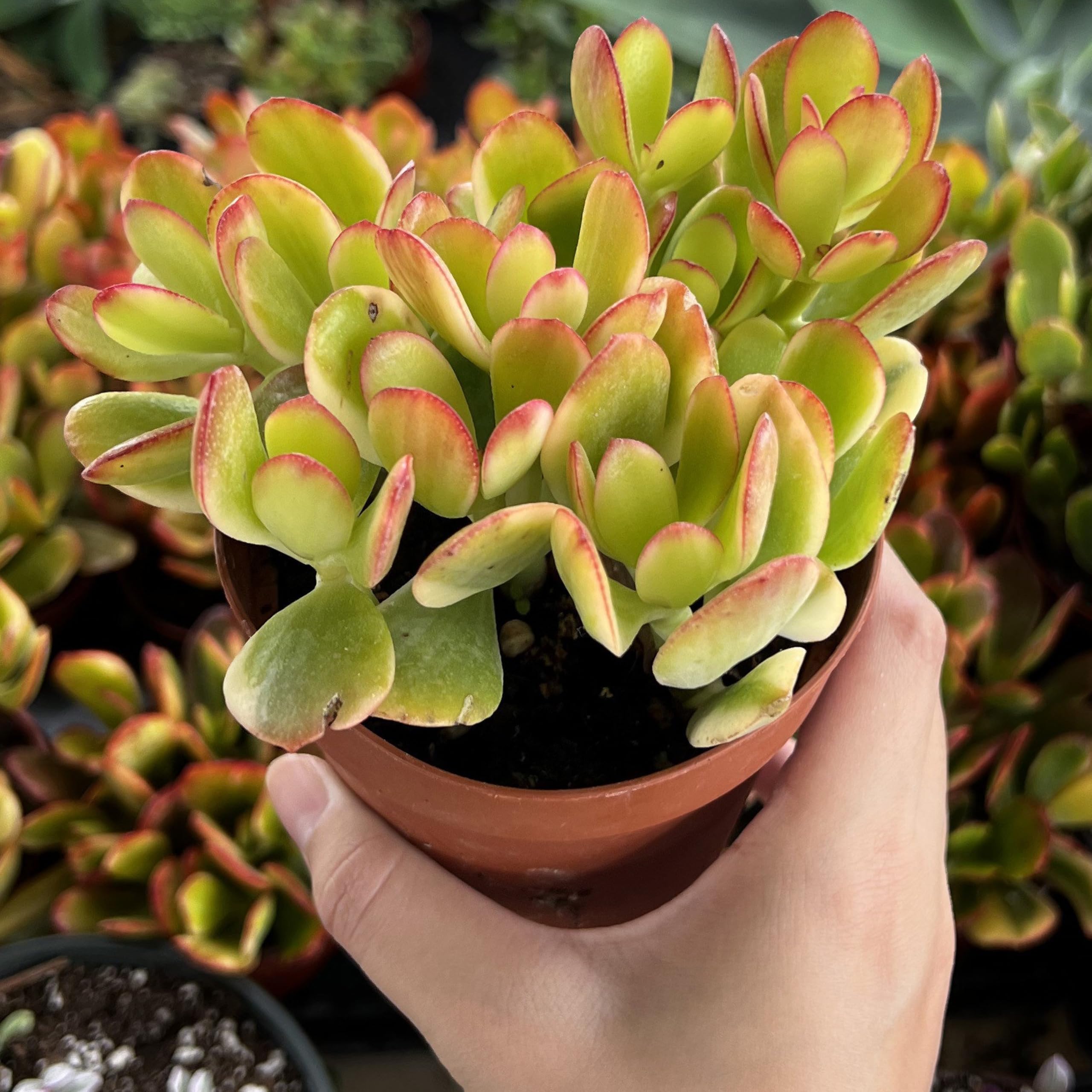 kushplant Crassula Ovata Hummel Sunset Vastu Plant | Jade | Lucky Plant With Pot | Good Luck Tree | Indoor plant-image-37