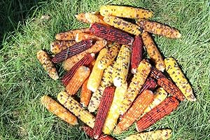 25 Mini Indian Corn Cobs For Crafts, Home Decor, and Fall Table...