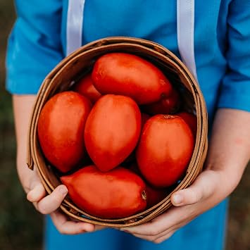 Amish Paste Tomato - 50 Heirloom Tomato Seeds, Thresh Seed Co.