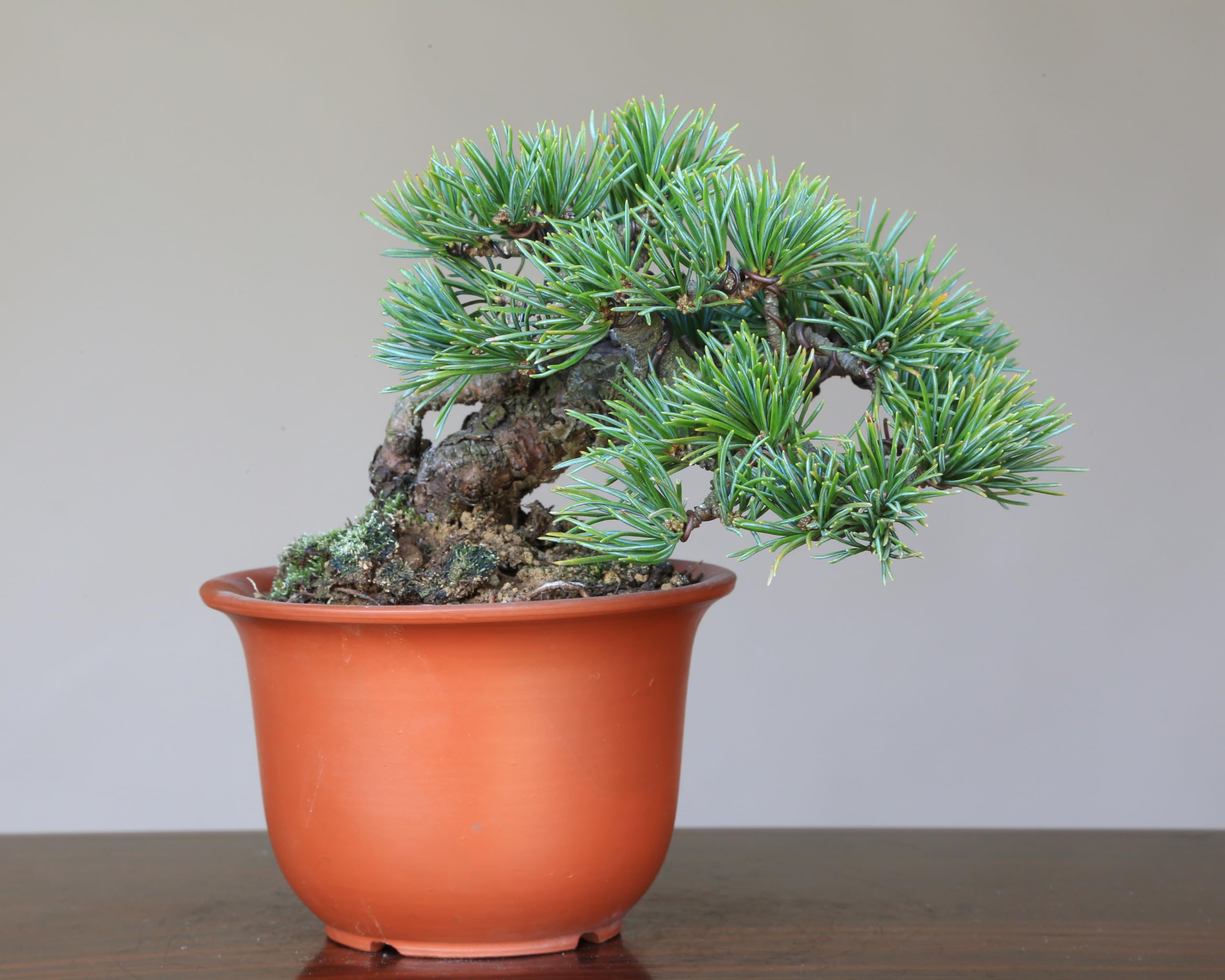 大阪] 五葉松 盆栽