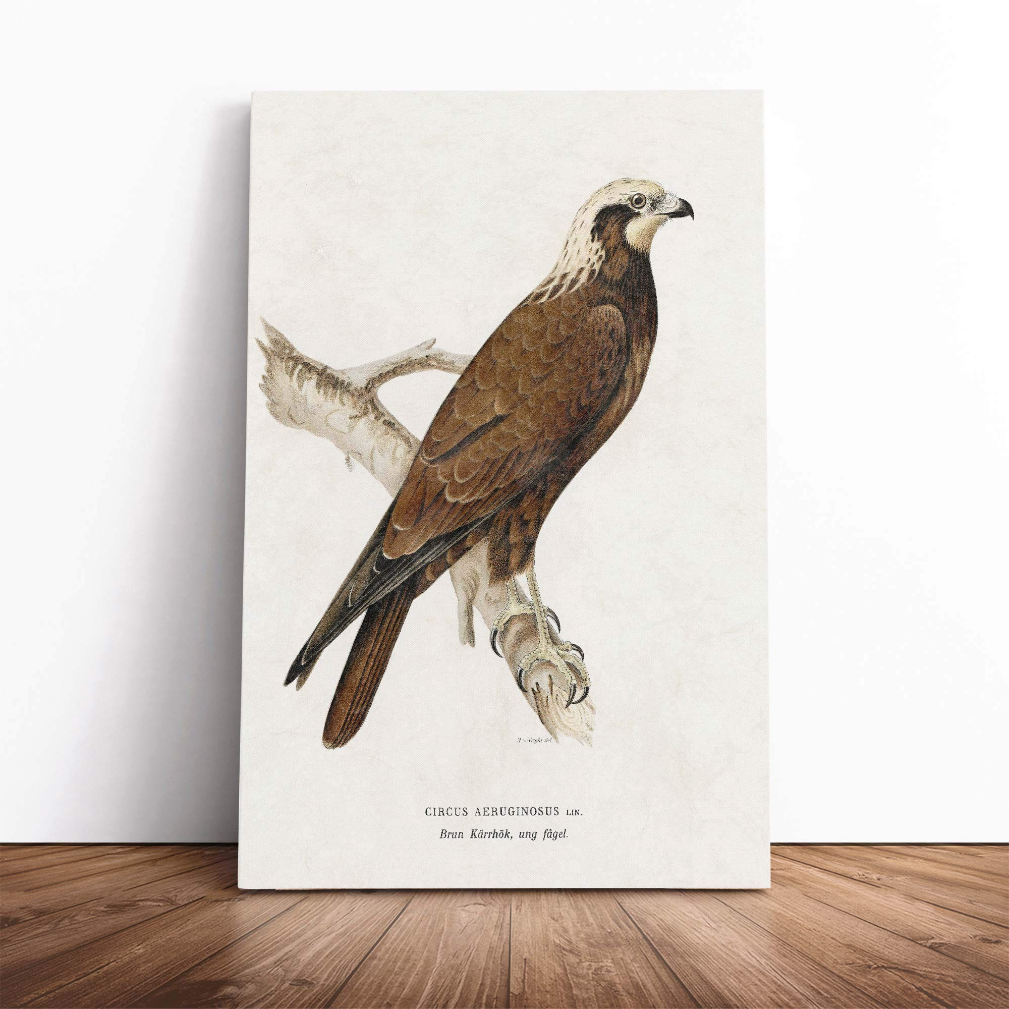 Marsh Harrier by Von Wright Canvas Wall Art Picture Print - Framed Painting - Modern Home Décor - Ready to Hang Poster for Living Room Bedroom - 30x20 Inch