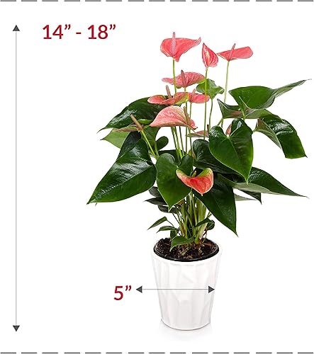 Miniatura 6 de Plants and Blooms Shop JAI261 Anthurium Plantas vivas de fácil cuidado, 5 pulgadas de diámetro, color rosa
