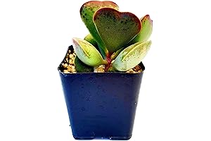 2.5" Easter Cactus Rooted in Plastic Planter with Soil: Add a Touch...