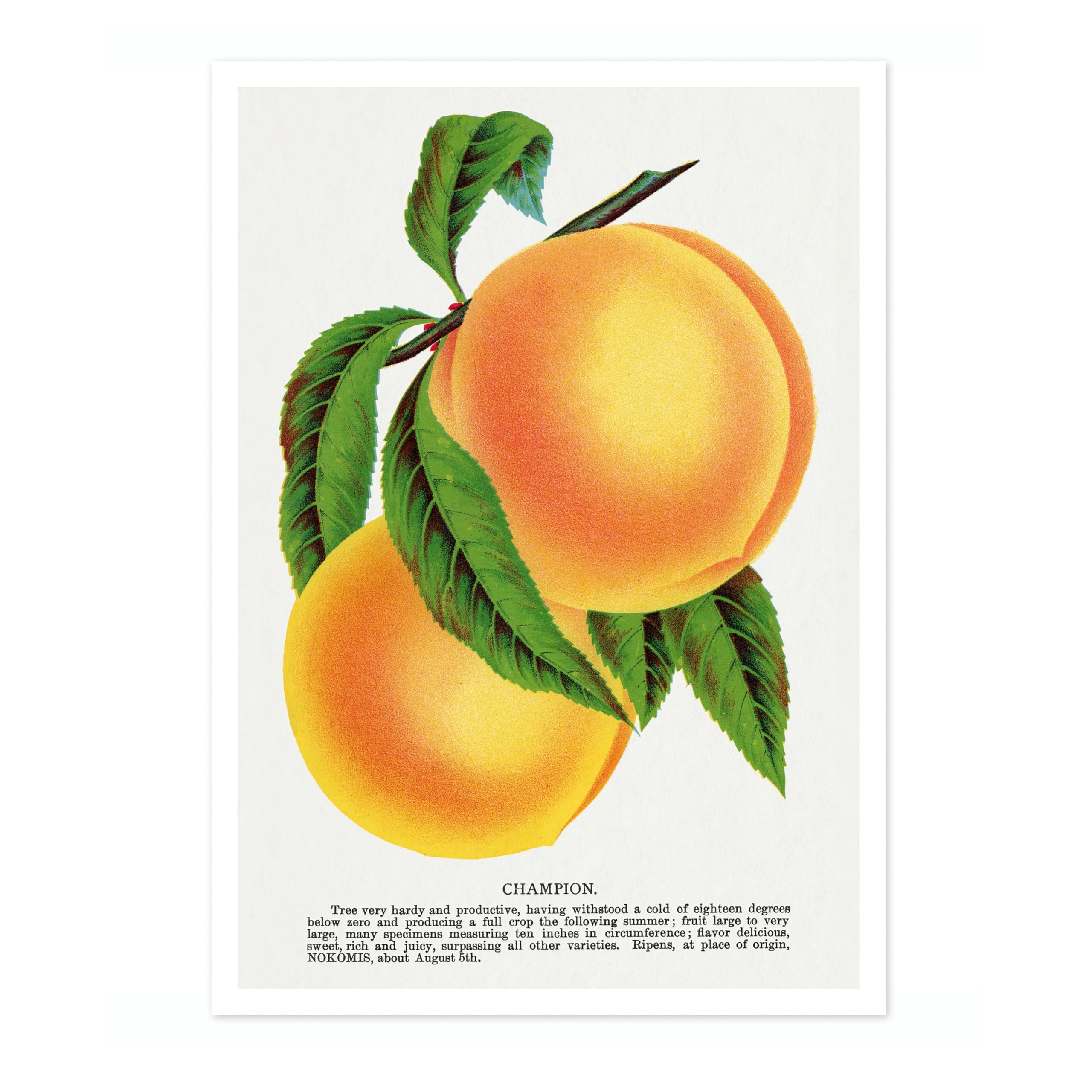 Champion Plum Pierre Joseph Redoute Poster, Vintage Botanical Prints, Encyclopedia Retro Illustration Wall Art Plants Pictures, Bedroom Home Decor, 50x70cm (Print Only) - 50x70cm — image 1