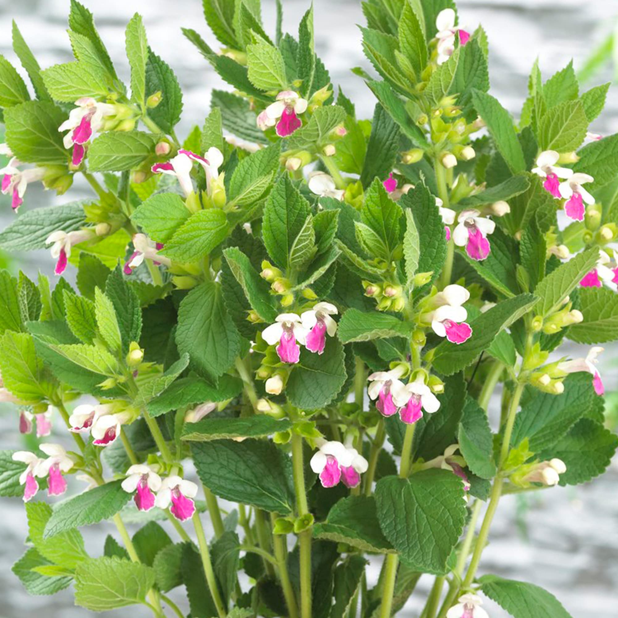 Melittis Royal Velvet Distinction - Honey Balm - Hardy Outdoor Plants for Gardens and Patios - Perennial Flowering Plant in Pot (3 Litre Pot, 20-30cm)