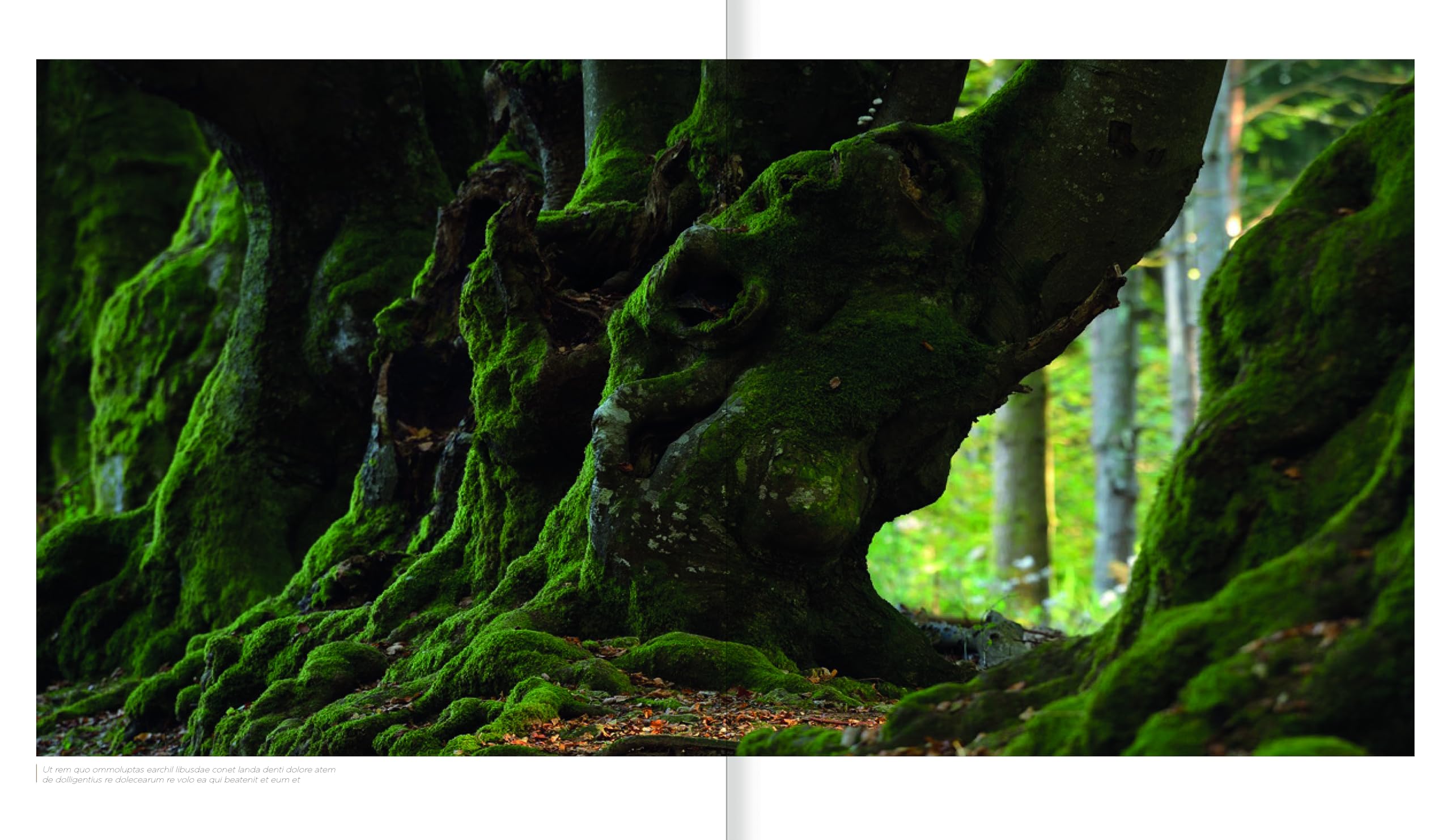 Arbres, secrets de géants