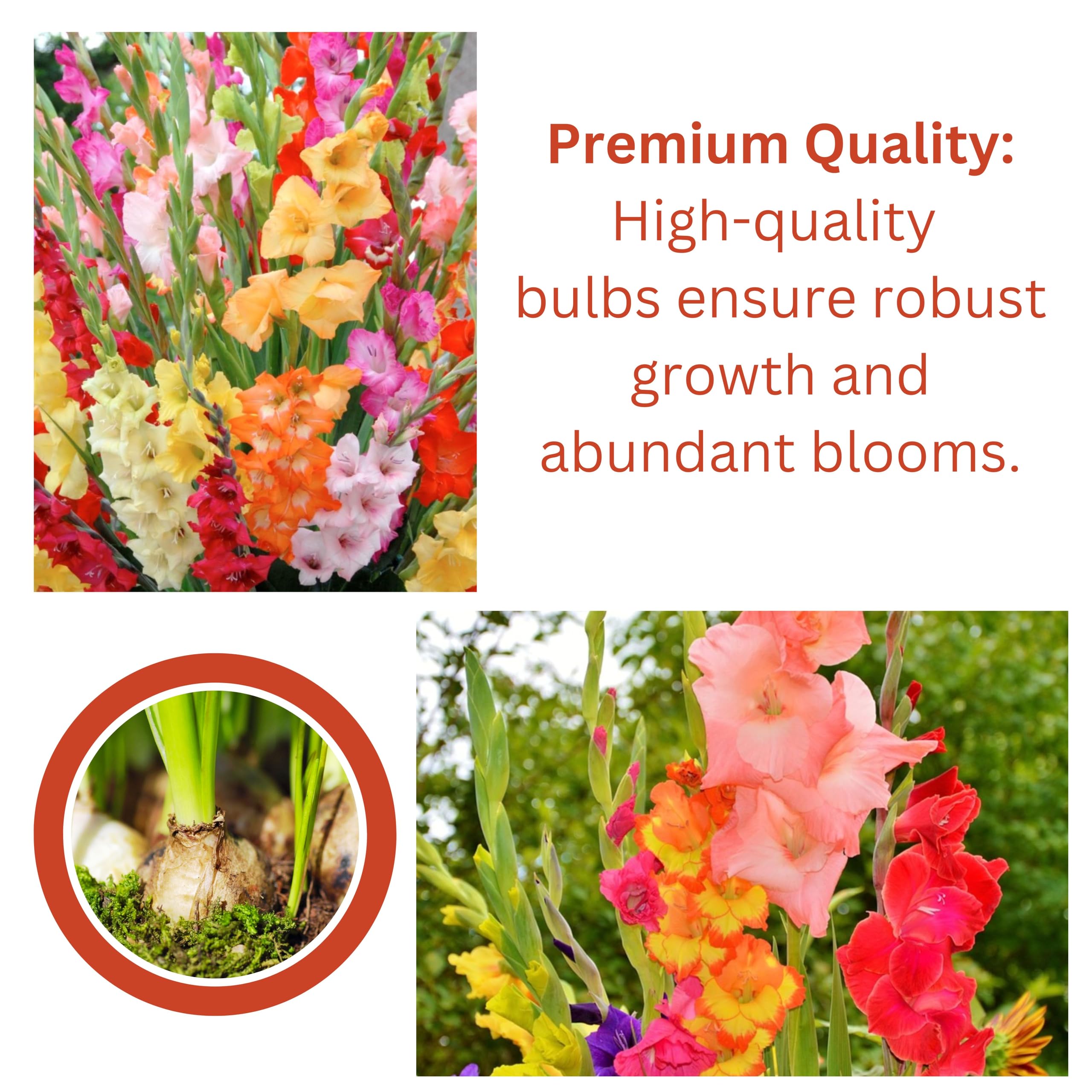ONLY FOR ORGANIC Gladiolus 5 Flowering Bulbs - Multicolor | Fragrant Flower Plants Seeds for Home Gardening | Bulbs for Indoor Home Decor | Flowering Bulbs | Fresh Bulbs for Flower Pots (5 Bulbs) - Image 5 thumbnail