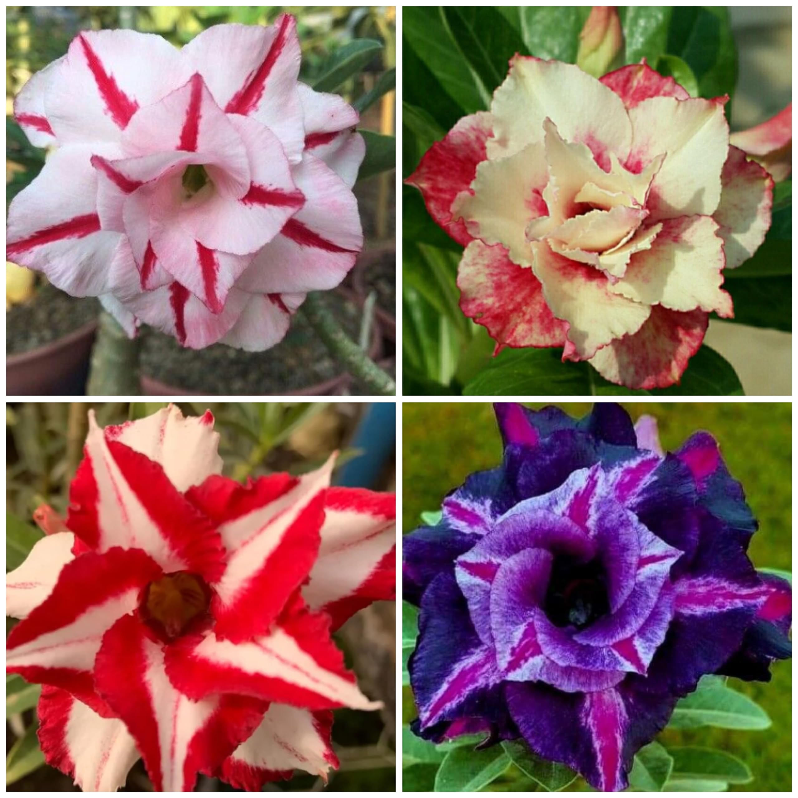 Adenium plant pack of 4 Combo (B0CMJN6TS6) Amazon Price History, Amazon Price Tracker