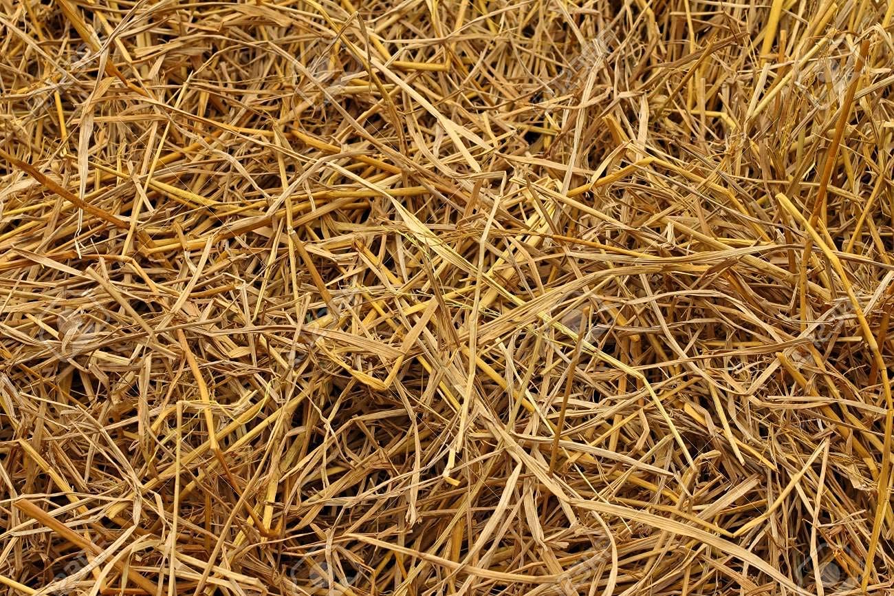 Paddy Straw(500gr) for Mushroom Farming and Gardening,Natural Rice Straw for Organic Mulching 100% Pure & Organic. (B092MNVC9Y) Amazon Price History, Amazon Price Tracker