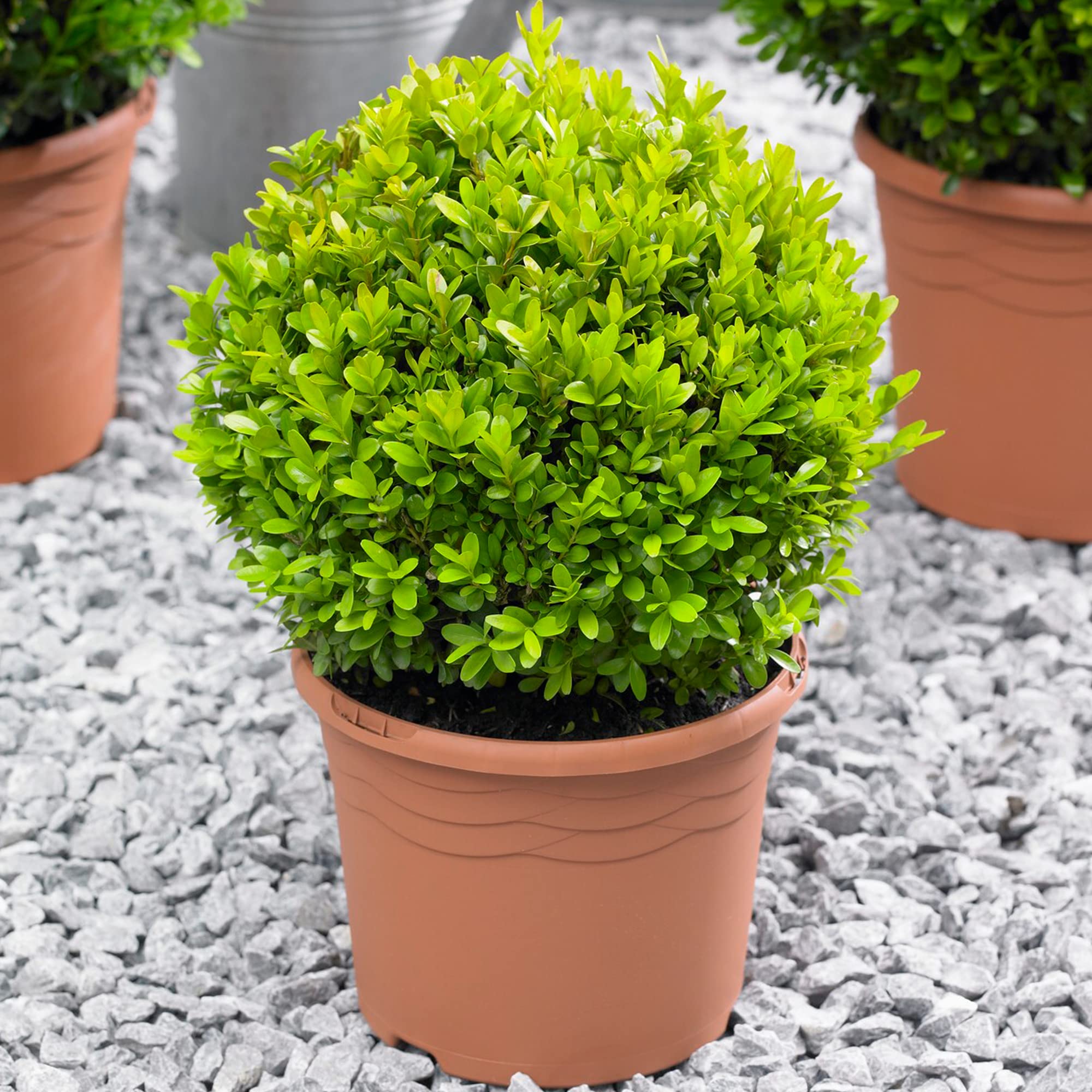 Buxus Ball - Boxwood | 20cm Diameter | Evergreen Real Topiary Plant | Globe Shaped Garden Shrub